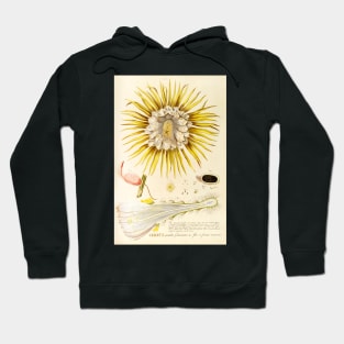 Night blooming Cereus flower dissectation - botanical illustration Hoodie